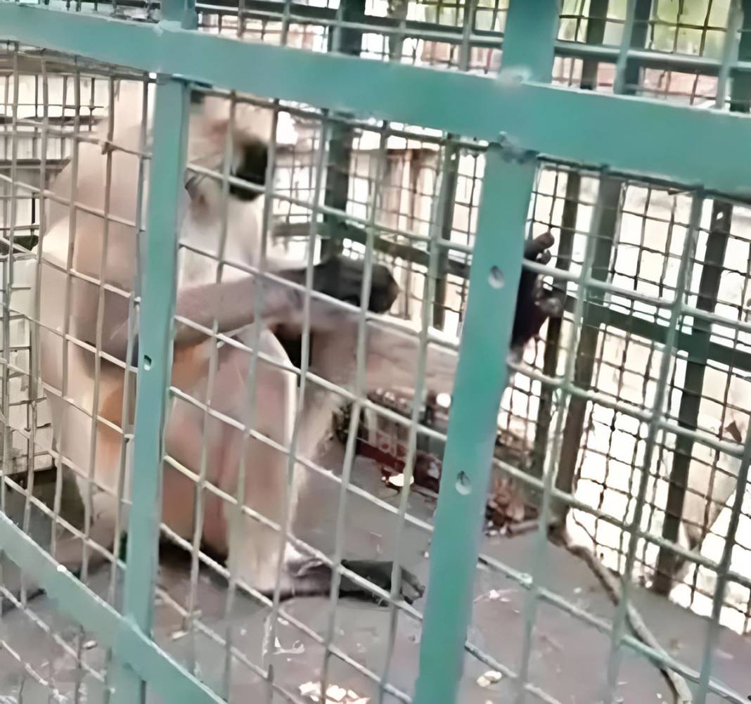 20 kişiyi öldürdü, her yerde aranıyordu, sonunda yakalandı! Katil maymuna hücre hapsi cezası verildi 6